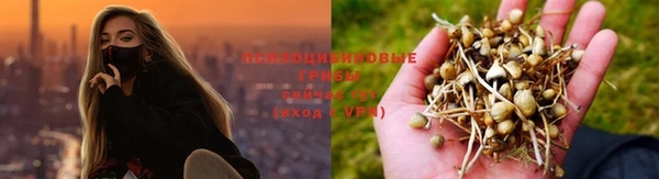 крисы Зеленокумск